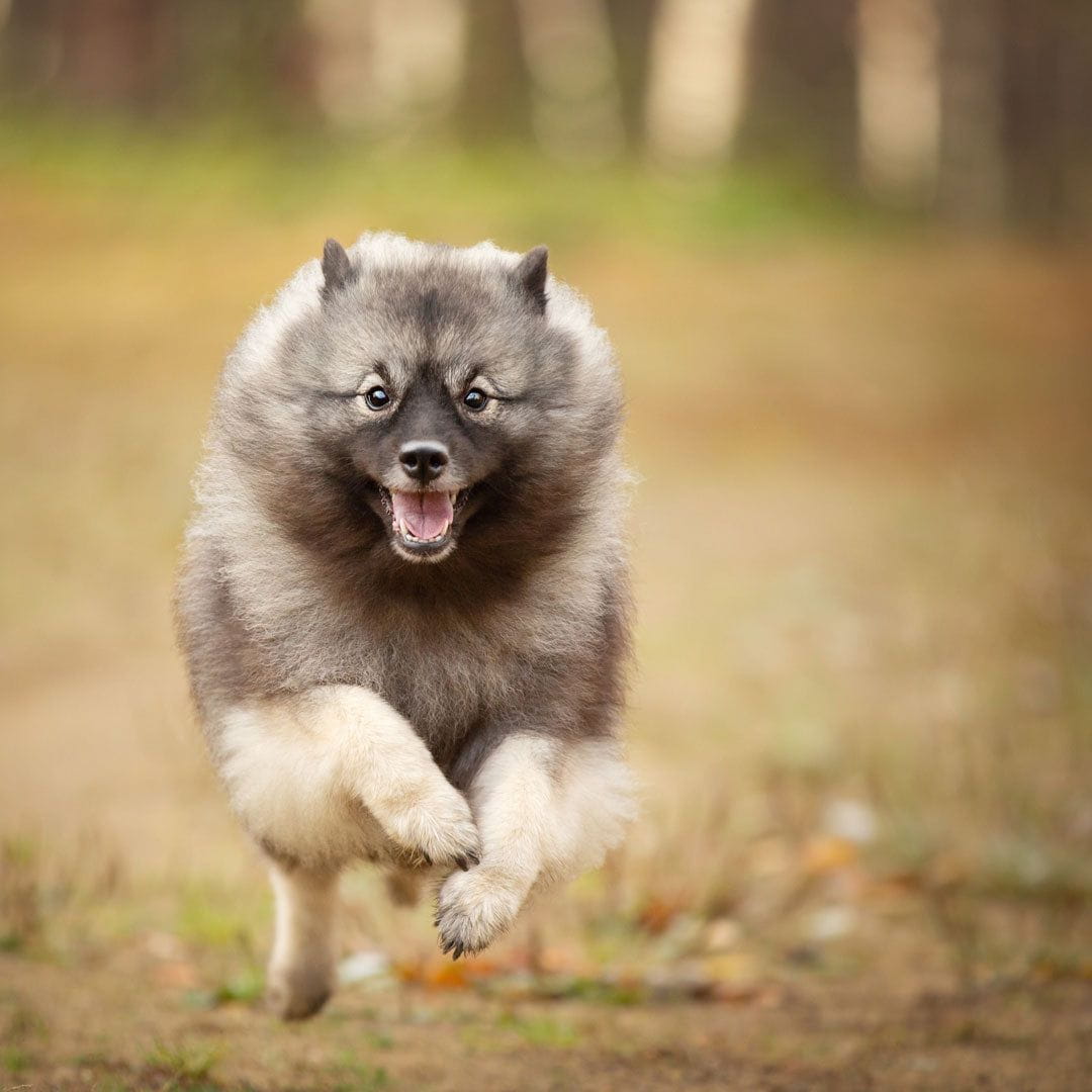 Keeshond running